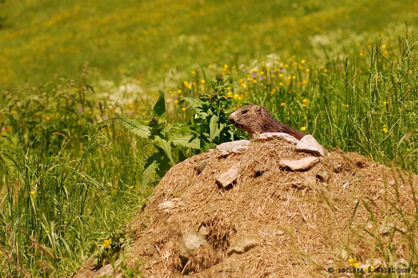 marmot at its burrow