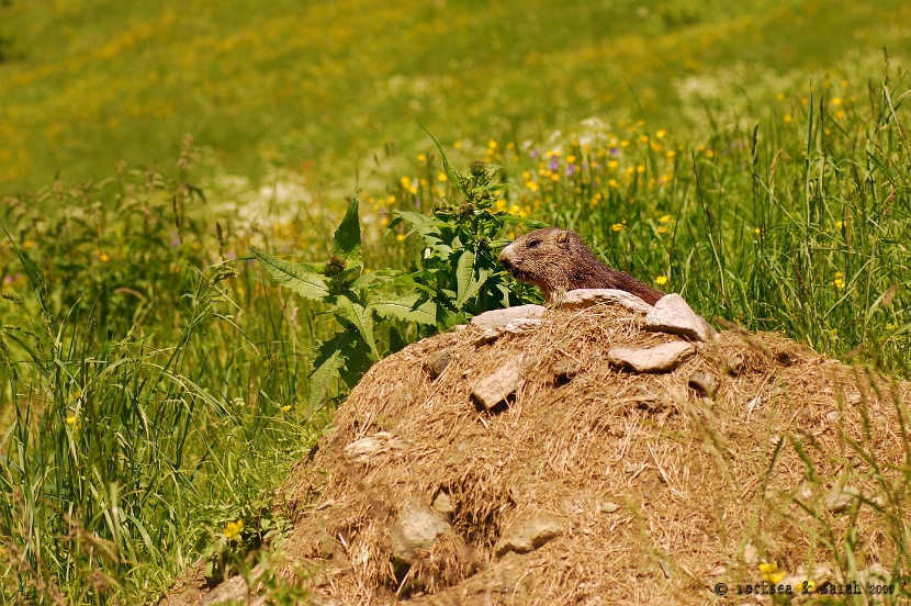 alpine_marmot_001