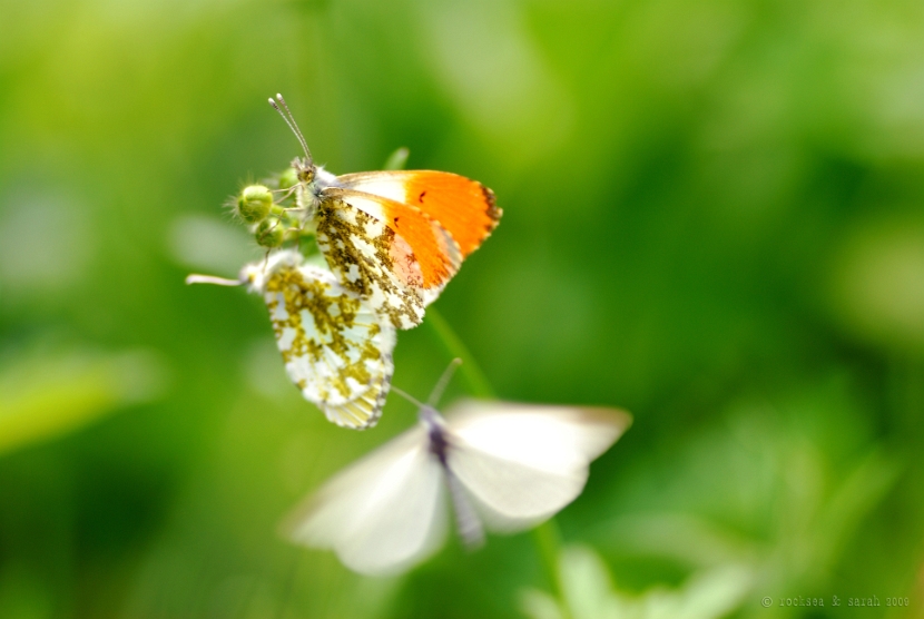 orange tip butterfly, anthocharis cardamines mating
