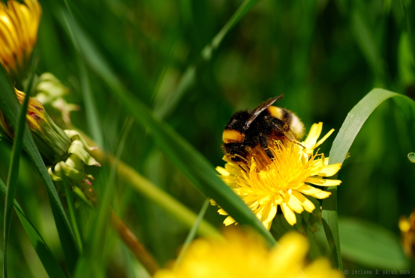 bumble bee on a dandelion for pollen