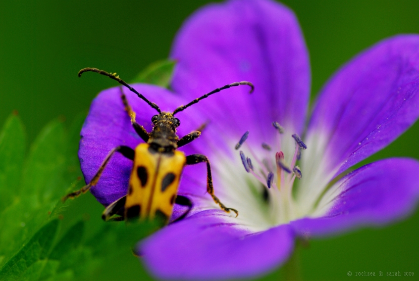 longhorn beetle, aosta, italy. black dots on yellow.