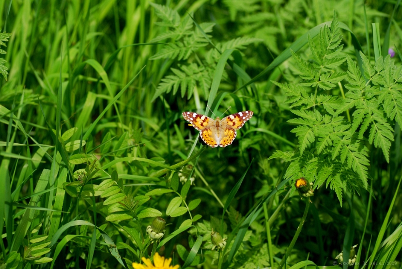 vanessa_cardui_painted_lady_001