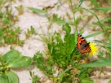 aglais_urticae_small_tortoise_shell_002.jpg