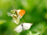 anthocharis_cardamines_orange_tip_mating_002.jpg