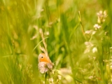 coenonympha_pamphilus_small_heath_001.jpg