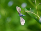 leptidea_wood_white_mating_001.jpg