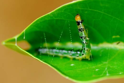 caterpillar stitching