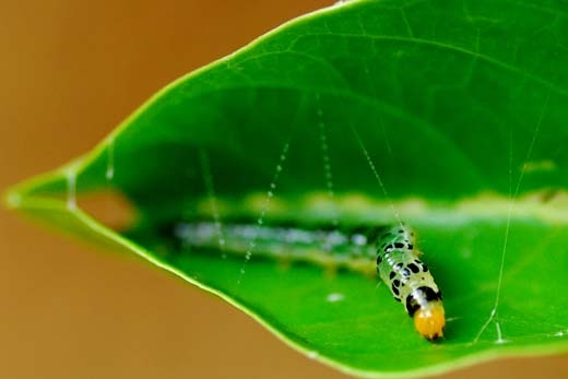 caterpillar stitching