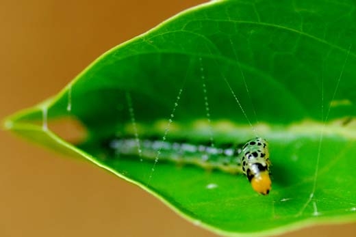 caterpillar stitching