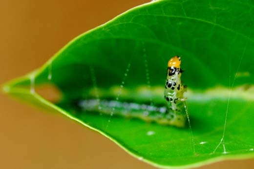 caterpillar stitching