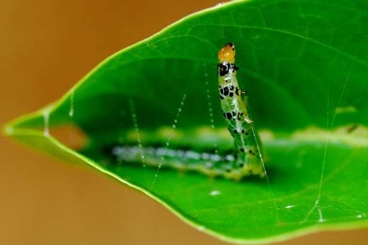 caterpillar stitching