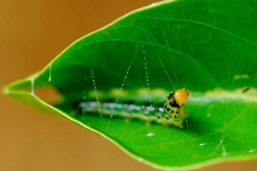 caterpillar stitching