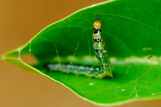 caterpillar stitching