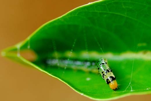 caterpillar stitching