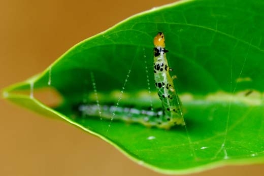 caterpillar stitching