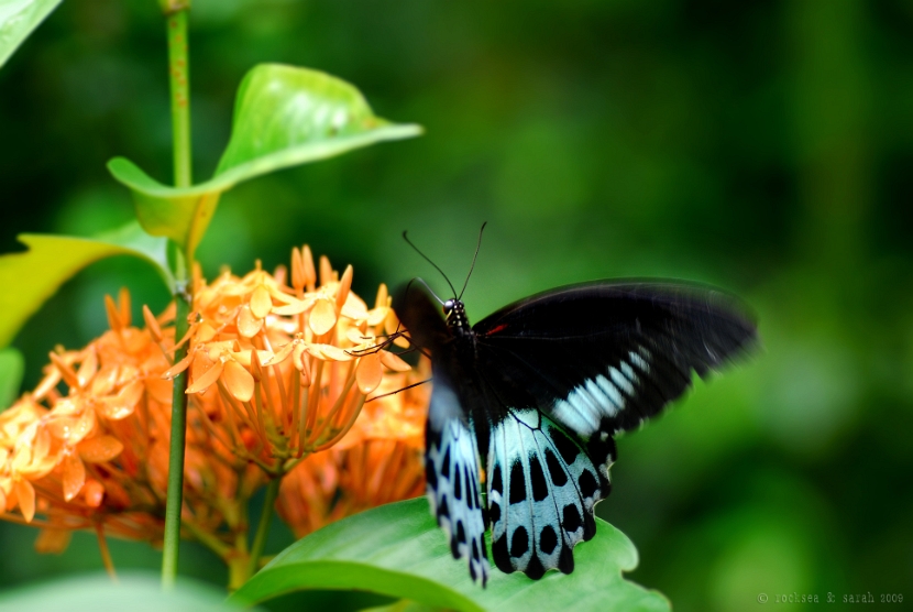 blue mormon butterfly on an ixora flower