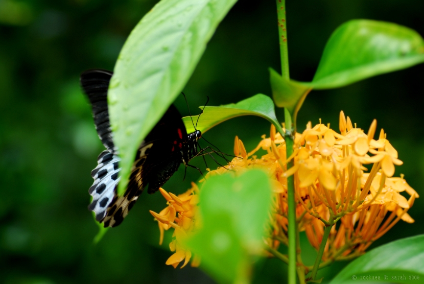 blue mormon butterfly on an ixora flower