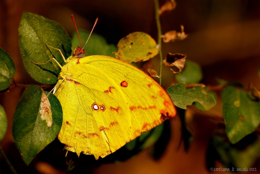 lemon emigrant butterfly, western ghats