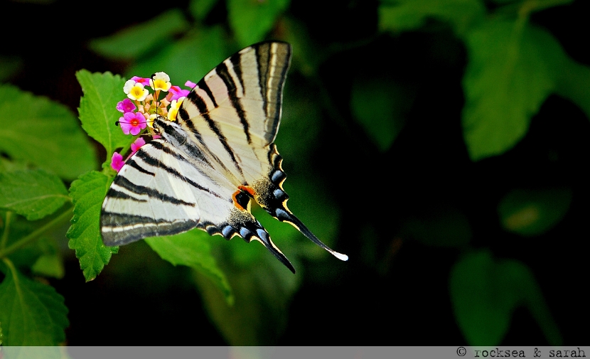 common yellow swallowtail