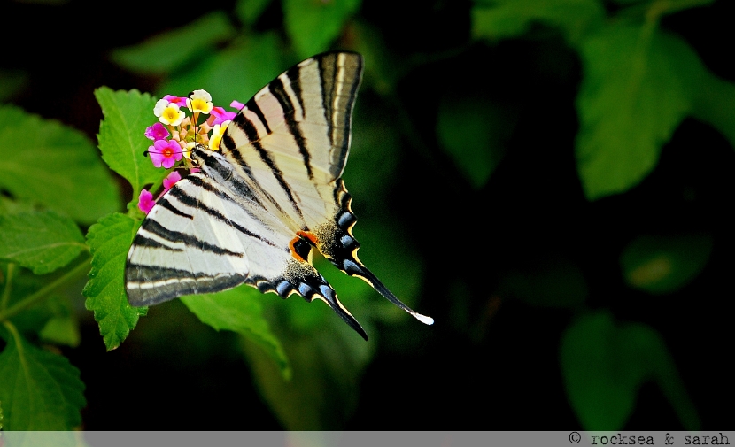 common yellow swallowtail, papilio machaon