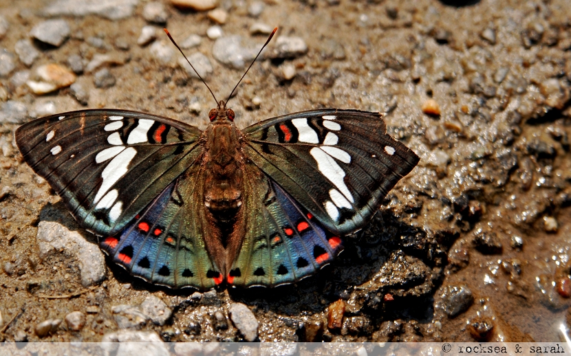 gaudy baron, euthalia lubentina