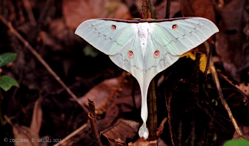 indian moon moth, actias selene