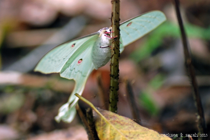 indian moon moth, actias selene