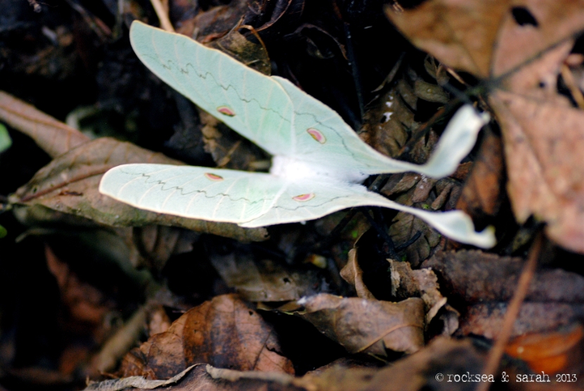 indian moon moth, actias selene