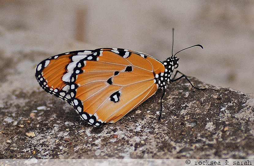 oriental plain tiger, male at korlai, maharashtra