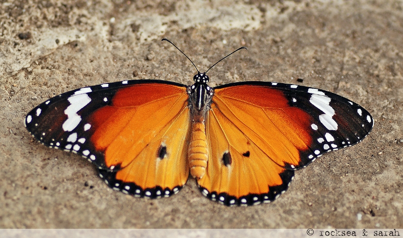 oriental plain tiger, male at korlai, maharashtra