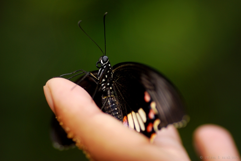 papilio polytes stichius just out of pupa