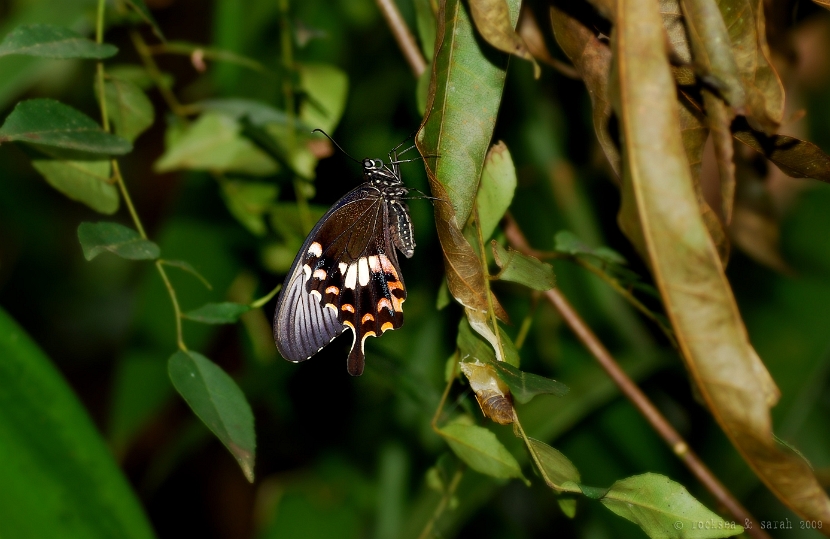 common mormon female and pupa