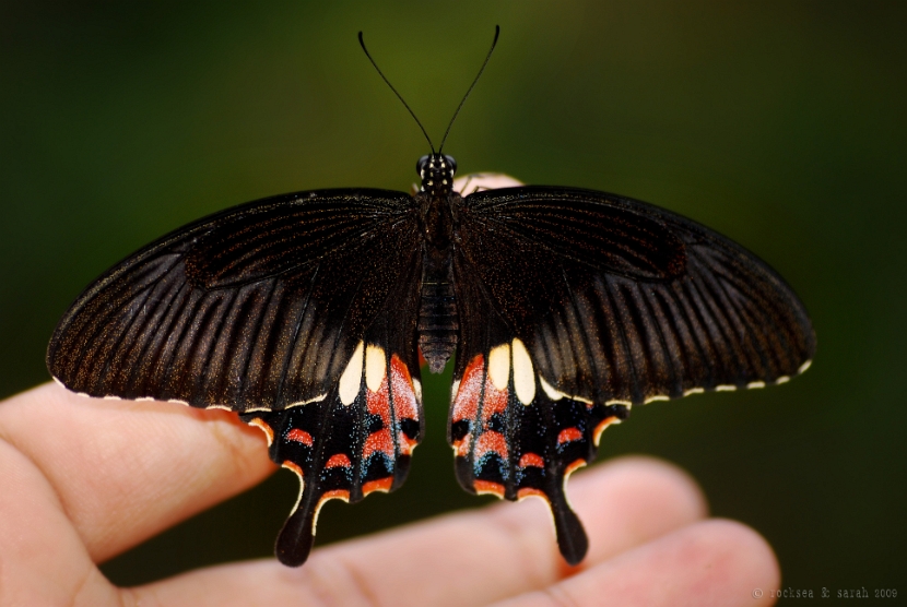 papilio polytes stichius female