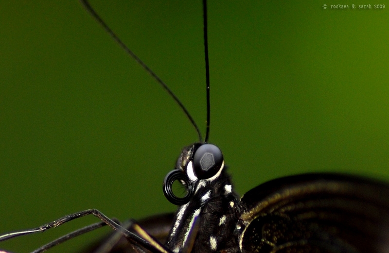 common mormon nectar tube