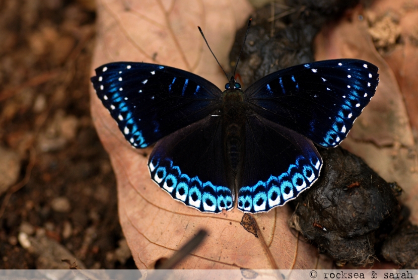 popinjay butterfly, stibochiona nicea