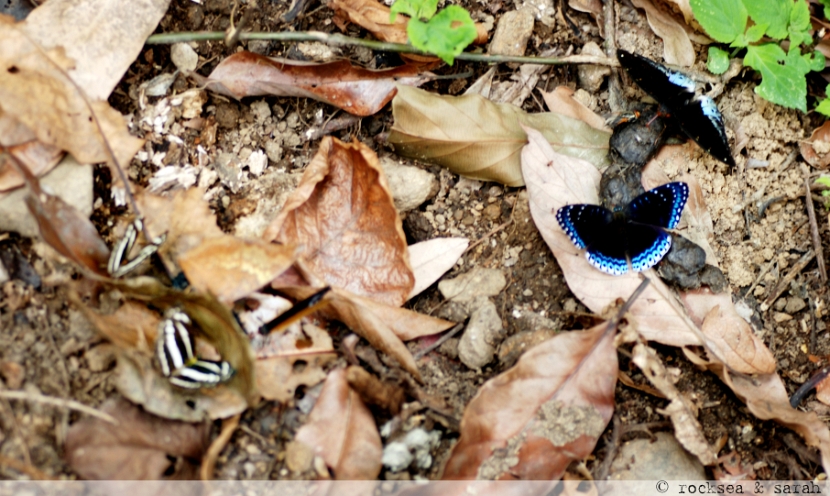 popinjay and other butterflies scat puddling