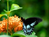 blue_mormon_001 * The blue mormon butterfly, papilio polymnestor, on an ixora flower.