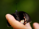 papilio_polytes_stichius_001.jpg