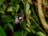 papilio_polytes_stichius_002.jpg