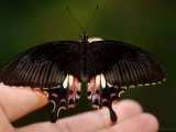 papilio_polytes_stichius_003.jpg