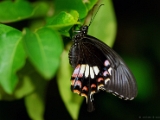 papilio_polytes_stichius_004.jpg