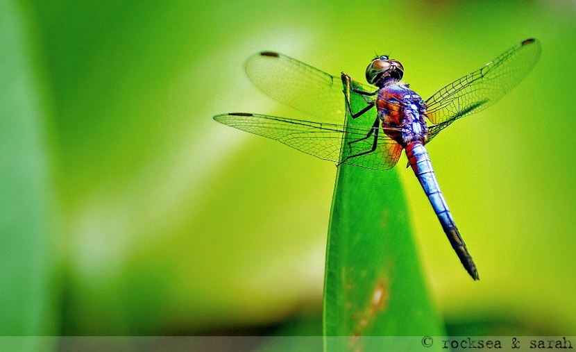 blue marsh hawk,  orthetrum glaucaum