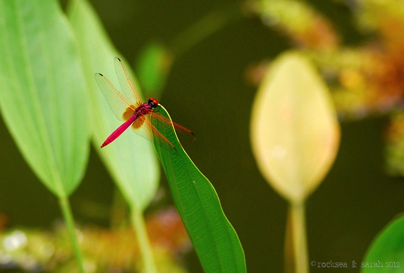 crimson marsh glider, trithemis aurora