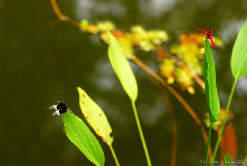 crimson marsh glider, trithemis aurora