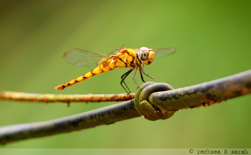 crimson marsh glider, female