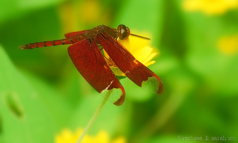 Fulvous Forest Skimmer dragonfly, neurothemis fulvia