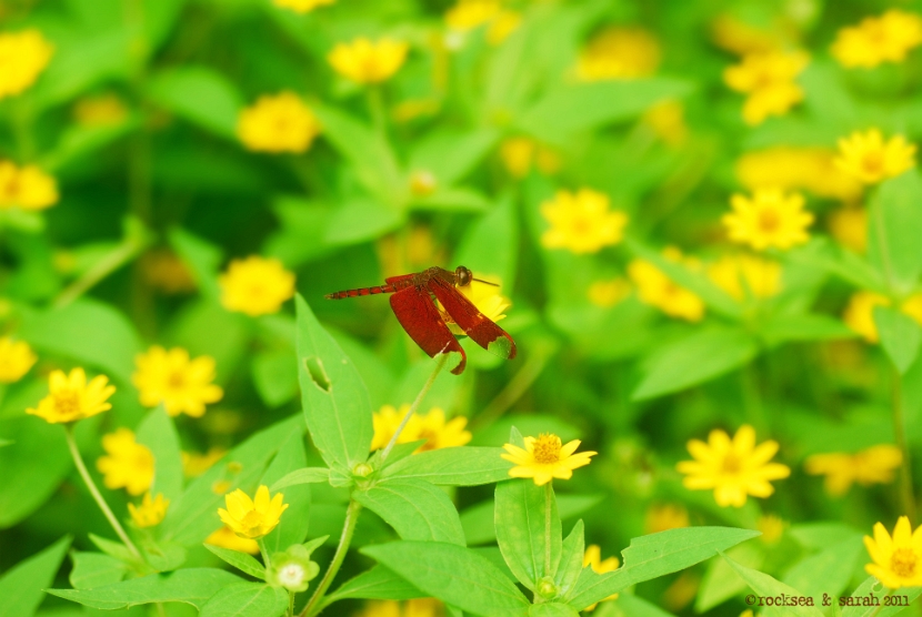 Fulvous Forest Skimmer dragonfly, neurothemis fulvia