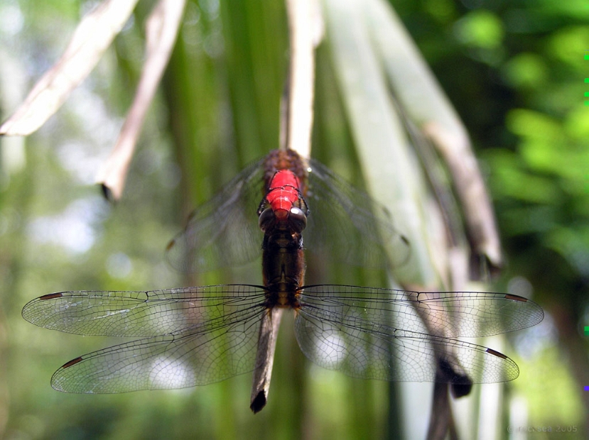 orthetrum_chrysis_dragonfly_mating_001