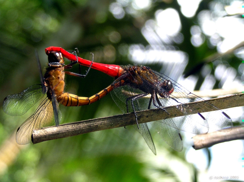 orthetrum_chrysis_dragonfly_mating_002
