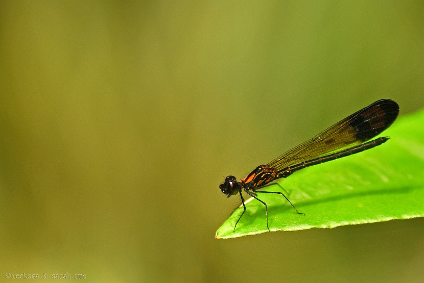 stream ruby, rhinocypha bisignata